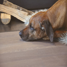 Oak Sand Engineered Plank Flooring